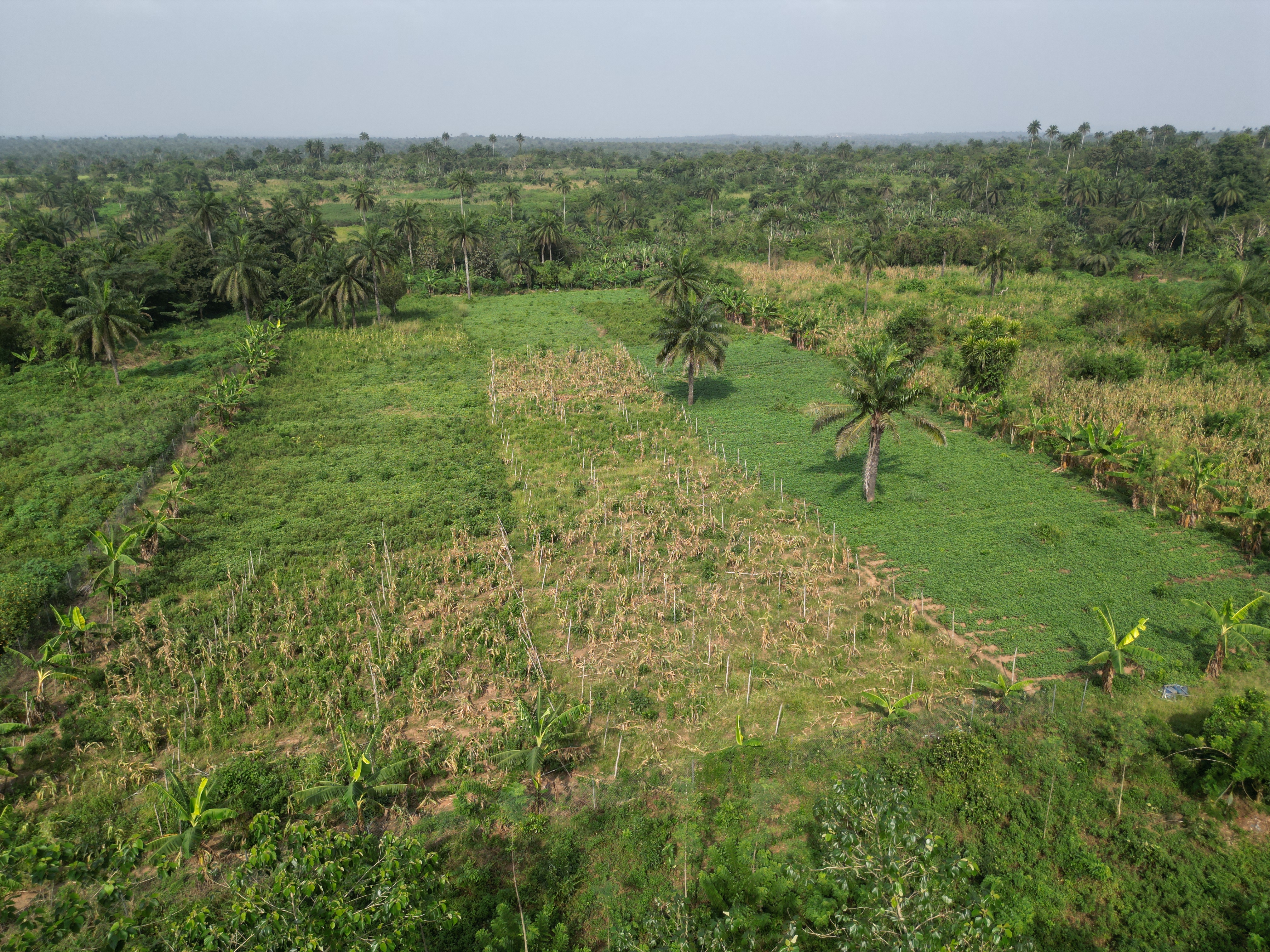 Fresh vegetables in a basket